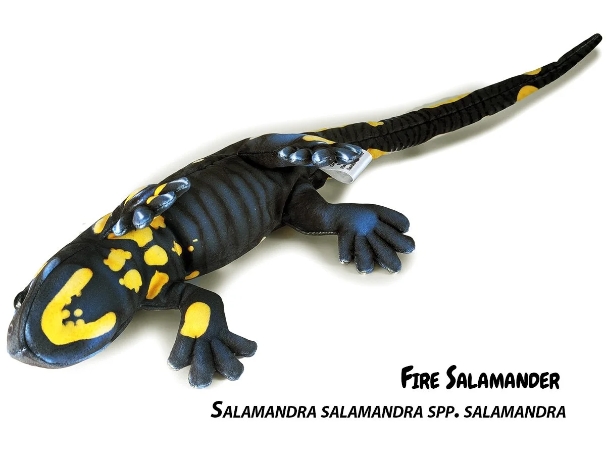 Salamandra Species — PALÆOPLUSHIES